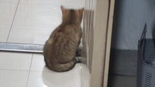 Ketika seekor anak kucing datang ke asrama