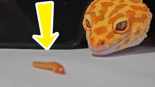 How do you scare a bug to death?