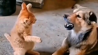 Những chú mèo và chú chó bị trêu chọc đều mang trong mình tinh hoa văn hóa Trung Hoa~