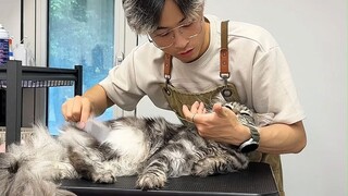 Saya umumkan, kucing paling manis dalam sejarah telah datang!