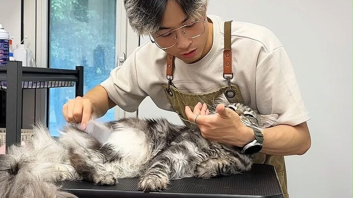 أعلنُ أنَّ أطيبِ قطةٍ في التاريخ قد وصلت!