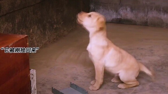 [Remix]Anjing selalu jadi sahabat manusia|<Love Without Words>