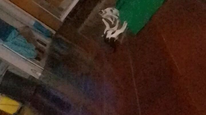 แมวน้อยที่ลาโลกจากพ่อไปแล้ว