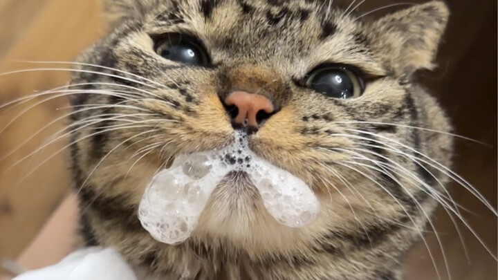 ชู่จวนเป่าป่วยแล้ว น่าสงสารจริงๆเลย