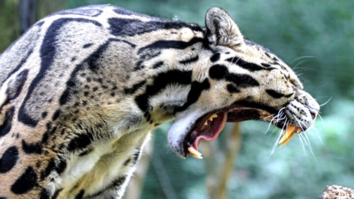 Cuplikan video Clouded Leopard si harimau bertaring tajam yang modern