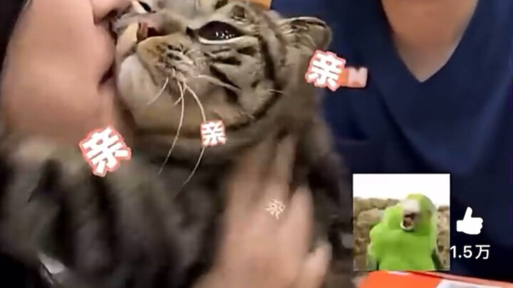 Komentar hangat warga YouTube: “Kelakuan gila para pemilik hewan peliharaan terhadap kucing mereka”