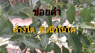 ต้นข่อยดำแท้ๆ..ช่วยล้างไต ขับนิ่วในไต/โดยฮอยไทยอีสาน