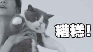 猫：被抱起那瞬间我就知道完了...