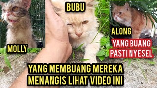 Masya Allah Setelah Memangis Di Jalanan Kucing-Kucing Ras Ini Sekarang Bahagia Ikut Cats Lovers Tv.!