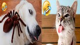 Funny Dogs - Funniest Dogs and Cats Videos 2022 Compilation #4 | AFG Animals