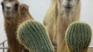 لوليبوب نسخة الجمل
