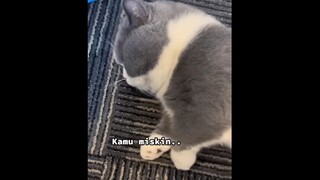 😿: ini babu terlalu terus terang