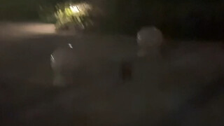 Mọi người ơi, đây là con gì vậy? Tìm thấy trong khu nhà mình, nó quấn lấy chó của tôi còn định cắn c