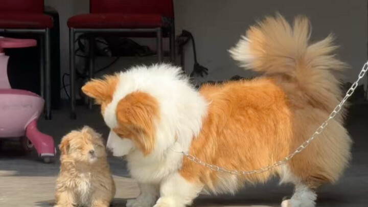 Mendapatkan seekor teman anjing kecil sekali