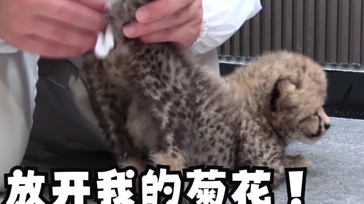 ลูกเสือชีตาห์ที่เพิ่งเกิดใหม่ทำอะไรบ้างในแต่ละวัน?