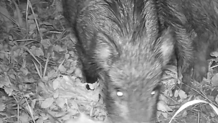 What Roams the European Woods After Dark?