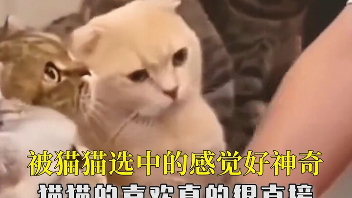 It feels so magical to be chosen by a cat; their affection is so straightforward.