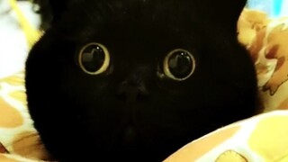 How well behaved can a cat be?