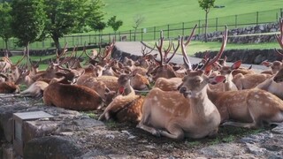 Bạn Nai Nokotan Của Tôi Tập 6 thuyết minh