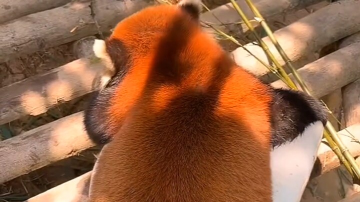 The red panda isn’t fat; it’s just super fluffy.