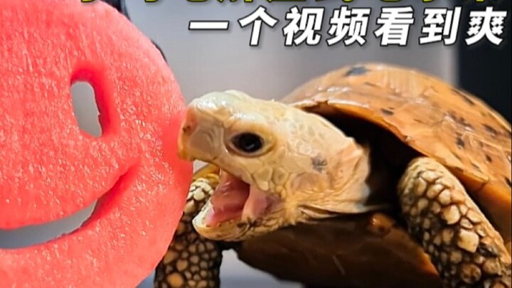 Kura-kura kecil lagi makan buah, setiap gigitan renyah dan segar, nafsu makannya memang luar biasa!