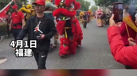 April 1, Fujian. A dog watching a lion dance was “teased” all the way by the performers (Source: @Da