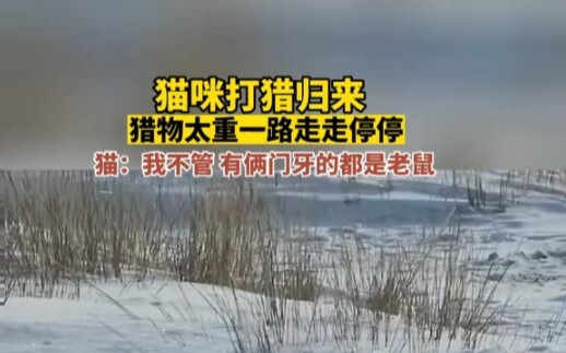 The cat returns from hunting, but the prey is so heavy that it has to stop and rest along the way. C