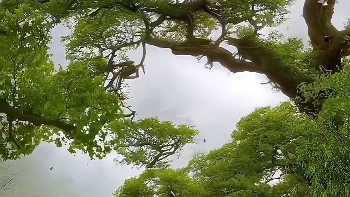 Bangladesh #funny# video #