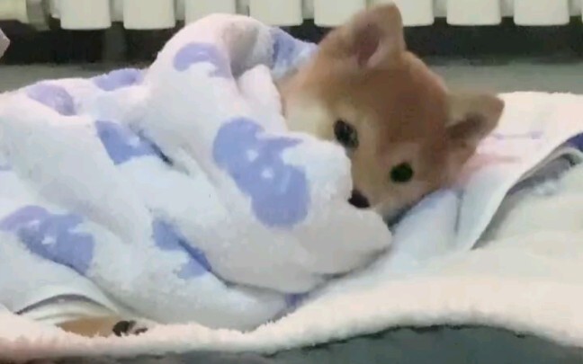 Wrap yourself tightly in the quilt