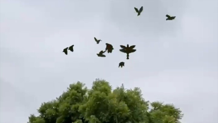amazing challenge for wild crow 🐦‍⬛😁 Nest