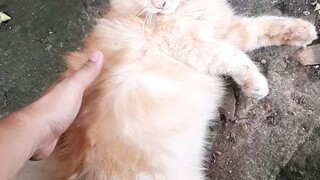 kucing bulu tebal fluffy gemoy