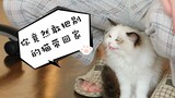 布偶猫吃醋气炸！第一次见到布偶奶猫生气 | 奶凶奶凶的 忍住不敢笑 哈哈哈哈哈哈哈