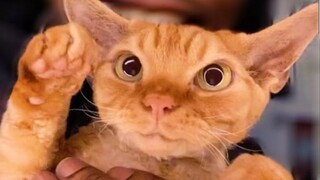 A cat breed that looks just like an alien—how could anyone not be confused by this?