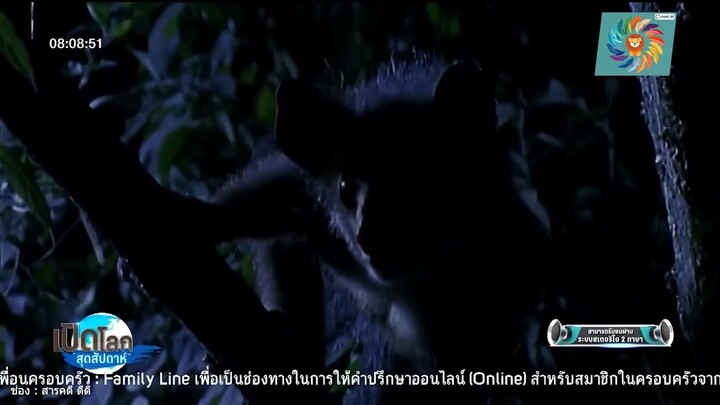 สารคดี มาดากัสการ์ เกาะลึกลับแห่งลีเมอร์ และ คาเมเลี่ยน