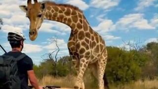 This guy encountered a "polite" giraffe while riding his bike... He was so tall that he didn't dare 