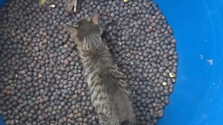 Minta Xiao Lihua menangkap tikus
