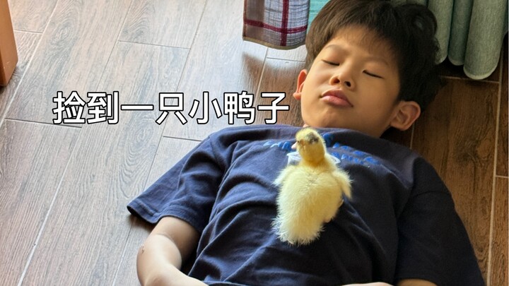 Zhunzhun and Kankan brought a little duckling home.