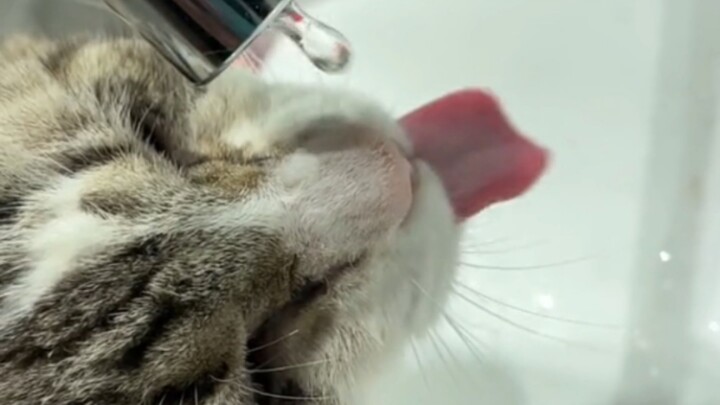 Chú mèo khát nước nhất thế giới