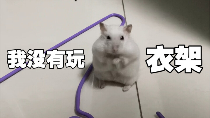 【หนูแฮมสเตอร์】กลางดึกได้ยินเสียงโลหะกระทบกัน