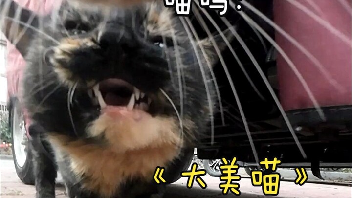 Meow! What kind of cat are you? You look so “special”—let’s be friends, gorgeous kitty??