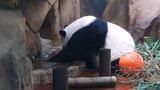 Cute Panda Dropped Its Cornbread To The Pond