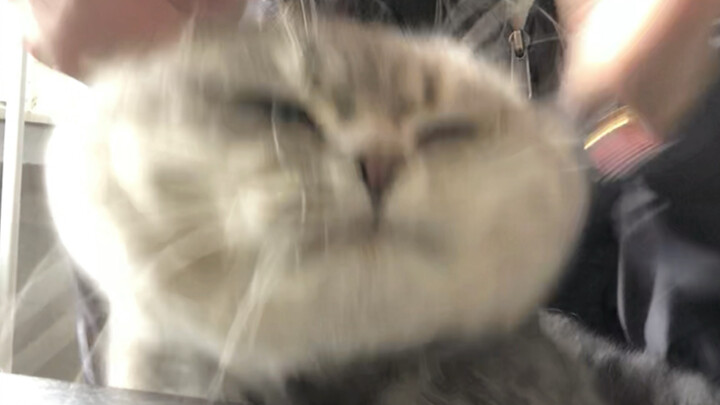 Have You Ever Heard a Cat’s Snoring Like a Drill?