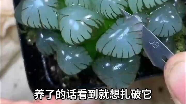 Let’s dissect a jade dew plant for an experiment. Its leaves are packed with water, which it uses to