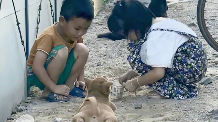 这个世界不能没有小狗 小孩和小狗最纯粹的爱