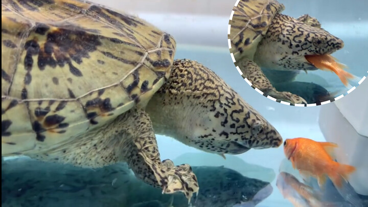 [Hewan]Memberi makan kura-kura darat dengan ikan kecil