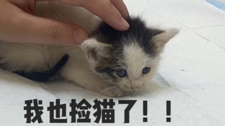 أنا أيضًا لقيت قطة، يا جماعة!! (النسخة بلا فلوس)