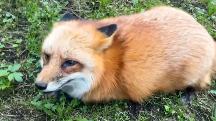 Huhu’s Morning Grumpiness