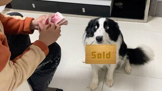 Ketika Border Collie dirinya telah dijual