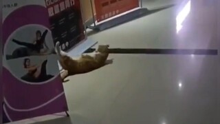 "This cat is ridiculously stupid!"