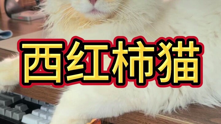 แมวมะเขือเทศ